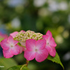 紫陽花の花かんむり