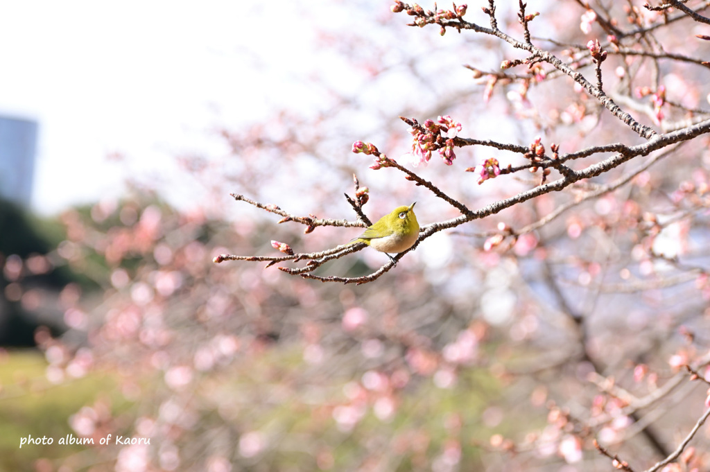 寒桜にメジロ