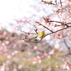 寒桜にメジロ