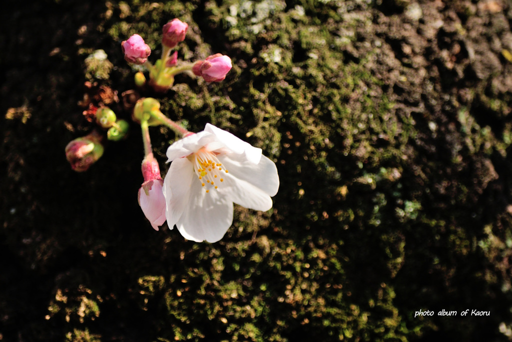 桜咲く