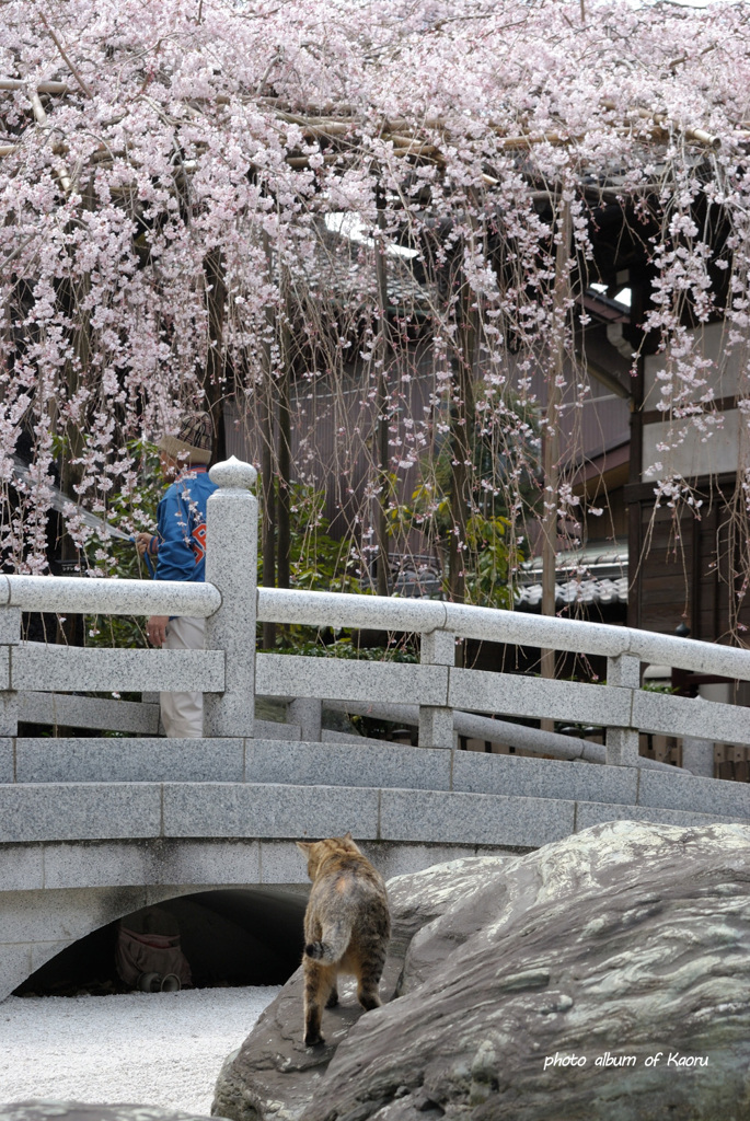 桜きれいだにゃあ