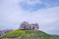 丸墓山古墳の桜