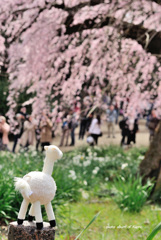 リャマさんと枝垂桜