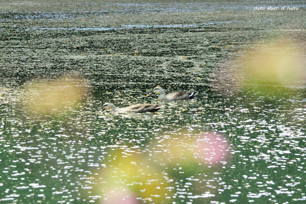 花筏を泳ぐ