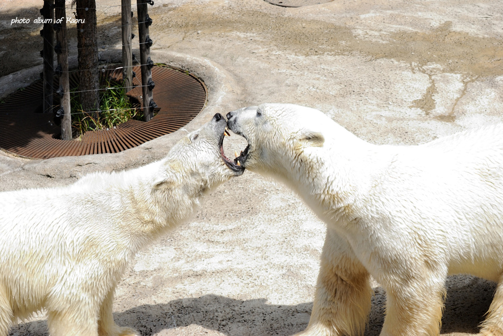 シロクマの愛情表現