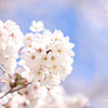 可愛い桜