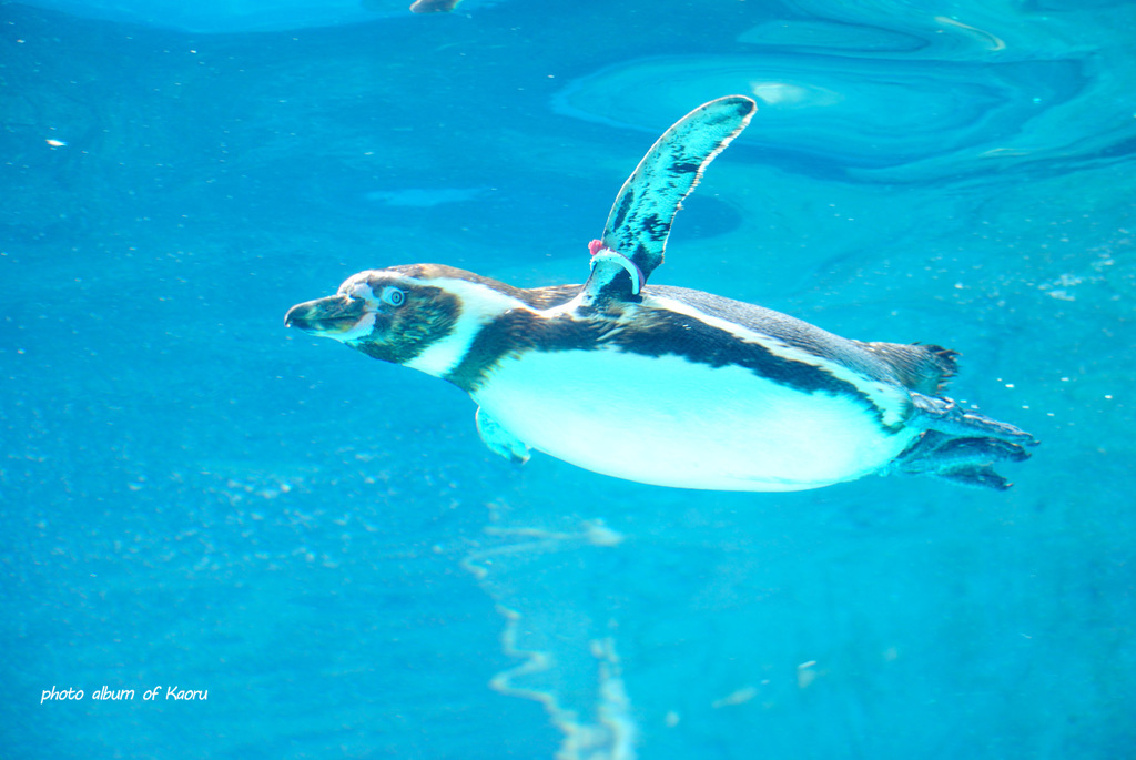飛ぶペンギン