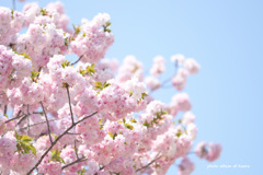 新宿御苑の八重桜たち1