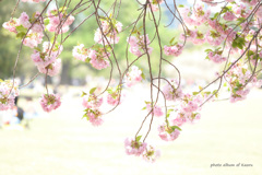 新宿御苑の八重桜たち3