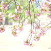新宿御苑の八重桜たち3