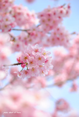 陽光桜