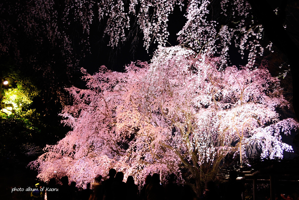 六義園のしだれ桜