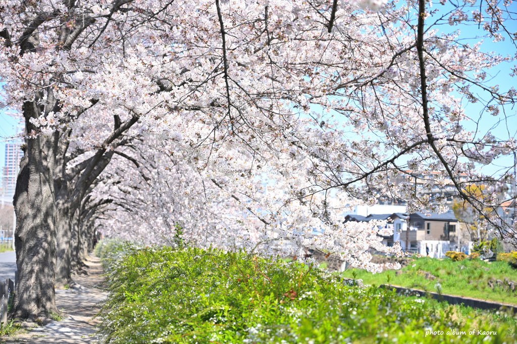 桜咲く小路