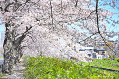 桜咲く小路