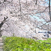桜咲く小路