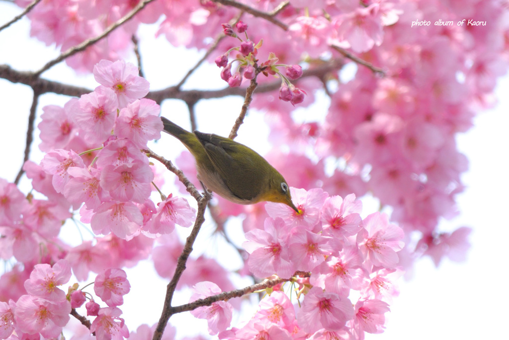 陽光桜とメジロさん