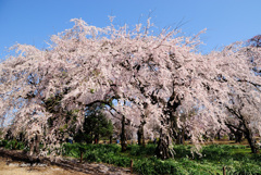 新宿御苑のしだれ桜