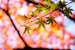 紅葉にかこまれて