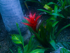 紅い花