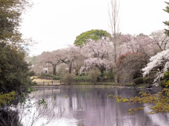 淡くて朧