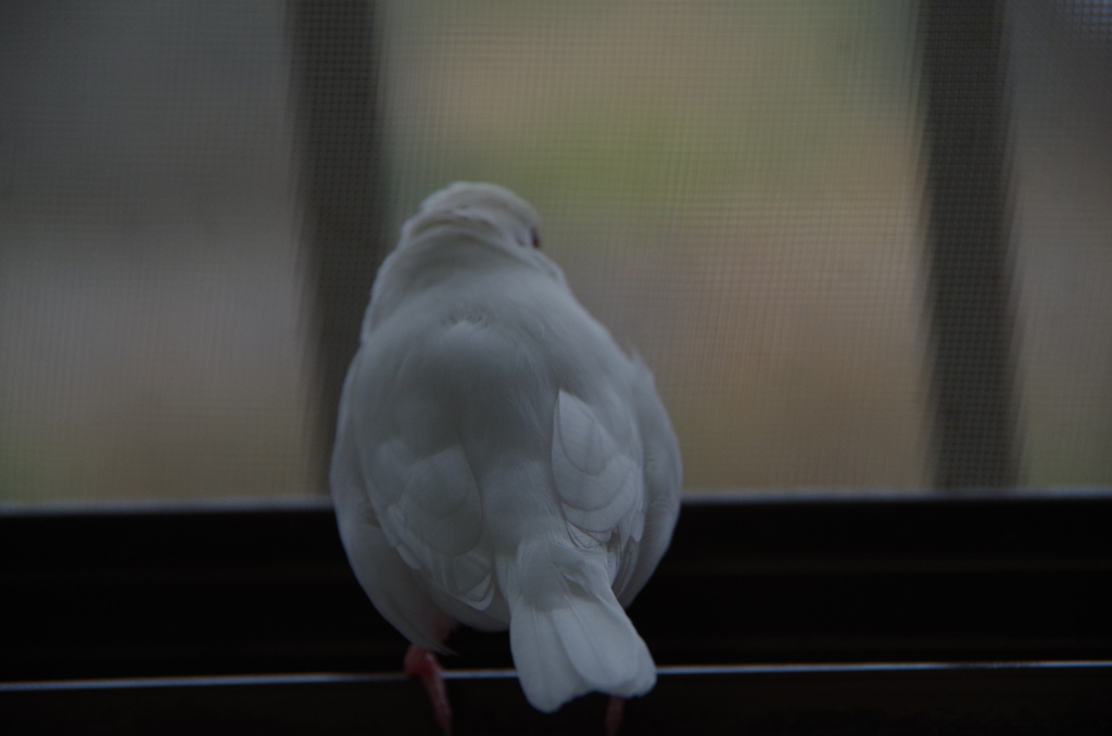 IMGP0178