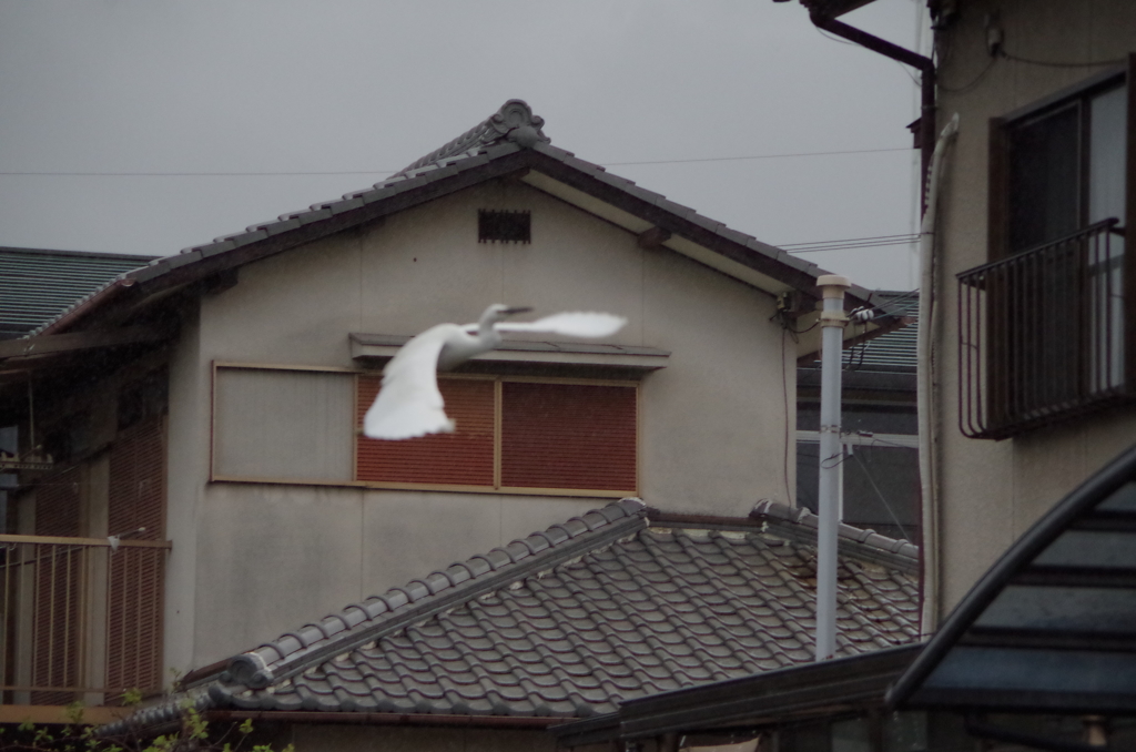 IMGP2562