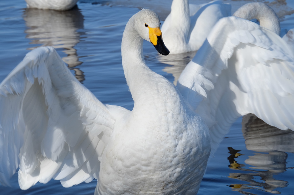 白鳥の田んぼ