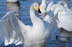 白鳥の田んぼ
