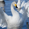 白鳥の田んぼ