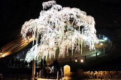 滝桜その二