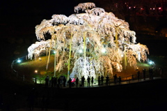 滝桜その一