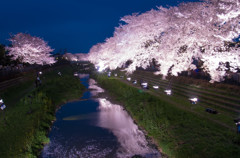 野川桜のライトアップ-1