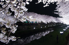 野川桜のライトアップ-4