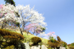 吉野梅郷 梅の公園-6