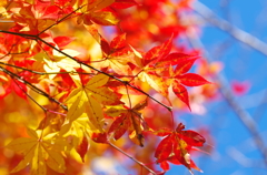 紅葉