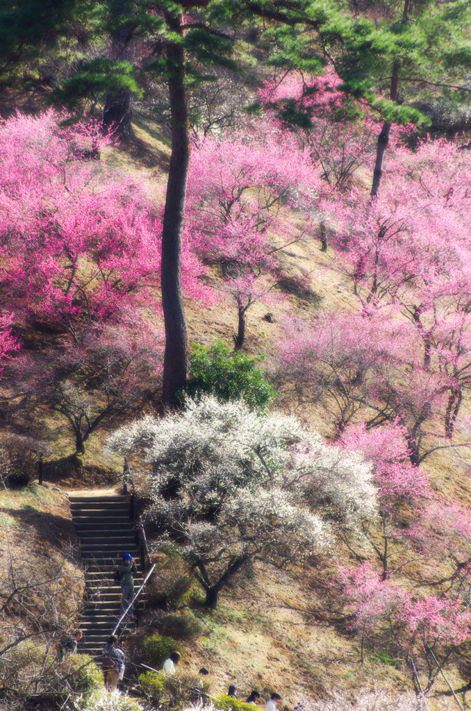 吉野梅郷 梅の公園-1
