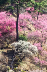 吉野梅郷 梅の公園-1