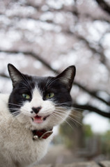 猫と桜