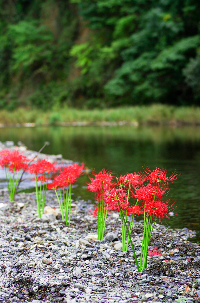 誰かが植えた彼岸花