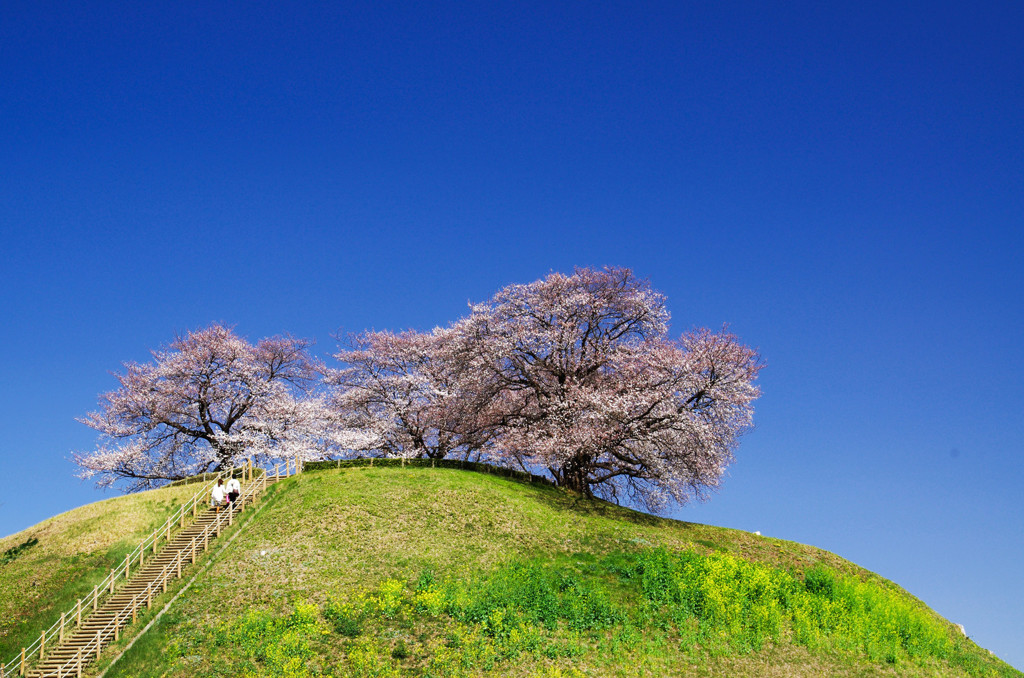 さきたま古墳公園