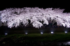 野川桜のライトアップ-12