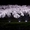 野川桜のライトアップ-12