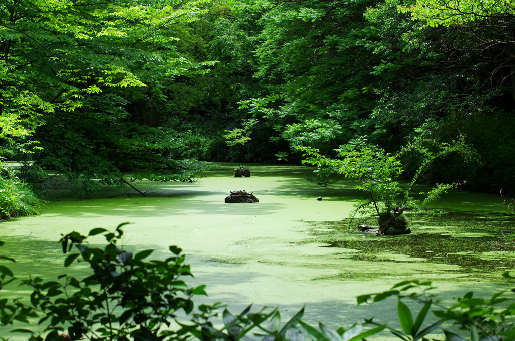 小金井公園