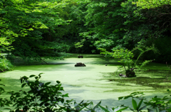小金井公園