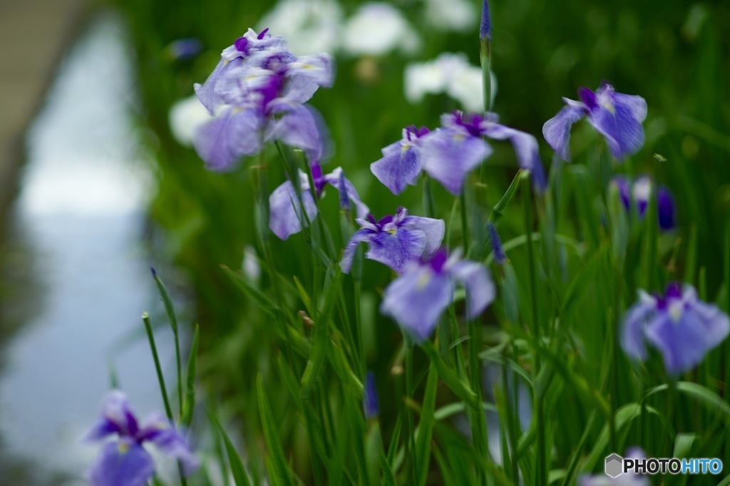 神楽女湖の花菖蒲