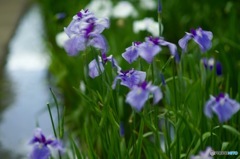 神楽女湖の花菖蒲