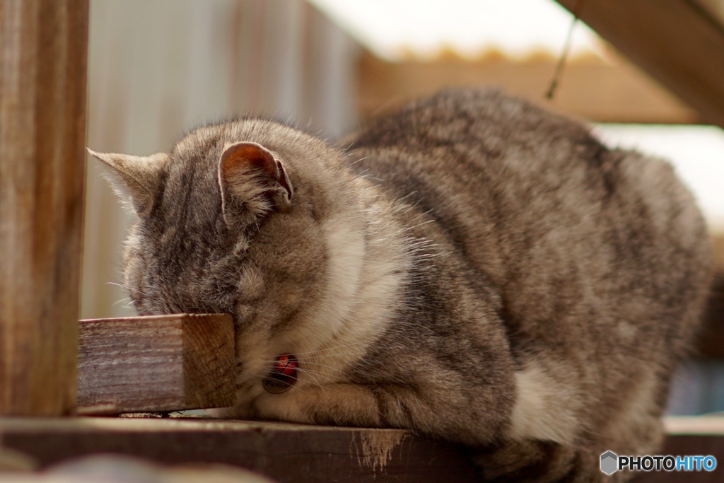 眠いのよ、そっとしといて