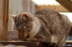 眠いのよ、そっとしといて