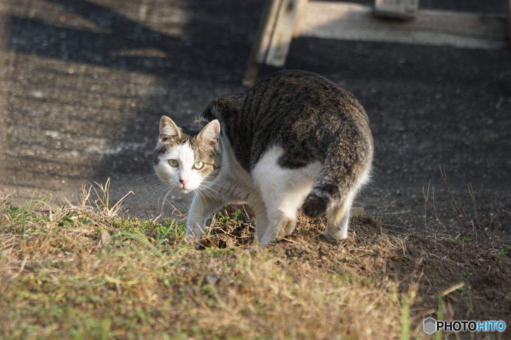 警戒猫