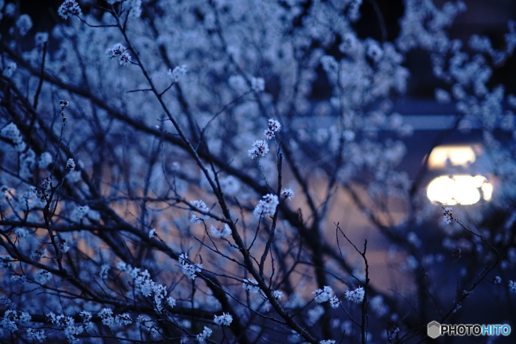 早咲き桜